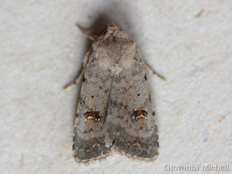 Caradrina   Kadenii ?